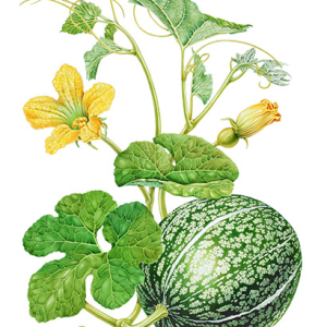 Botanical