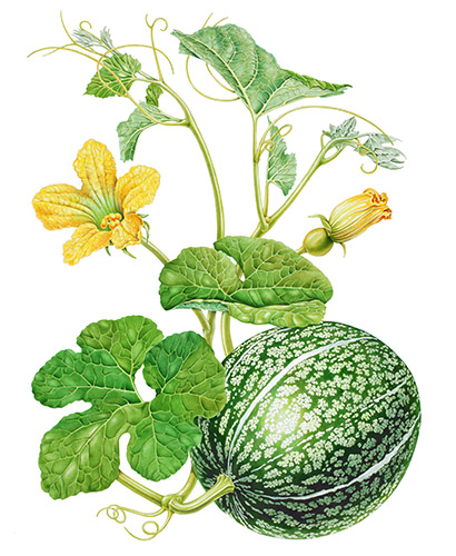 Botanical illustration of a gourd plant