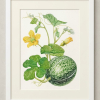 Framed painting of a gourd
