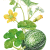 Botanical painting of a gourd plant