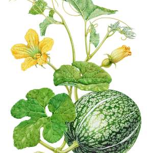 Botanical painting of a gourd plant