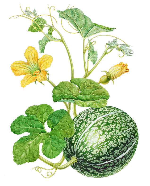 Botanical painting of a gourd plant
