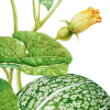 Detail of a botanical llustration