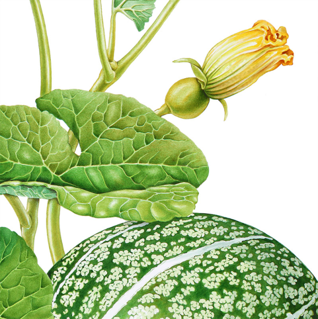 Detail of a botanical llustration